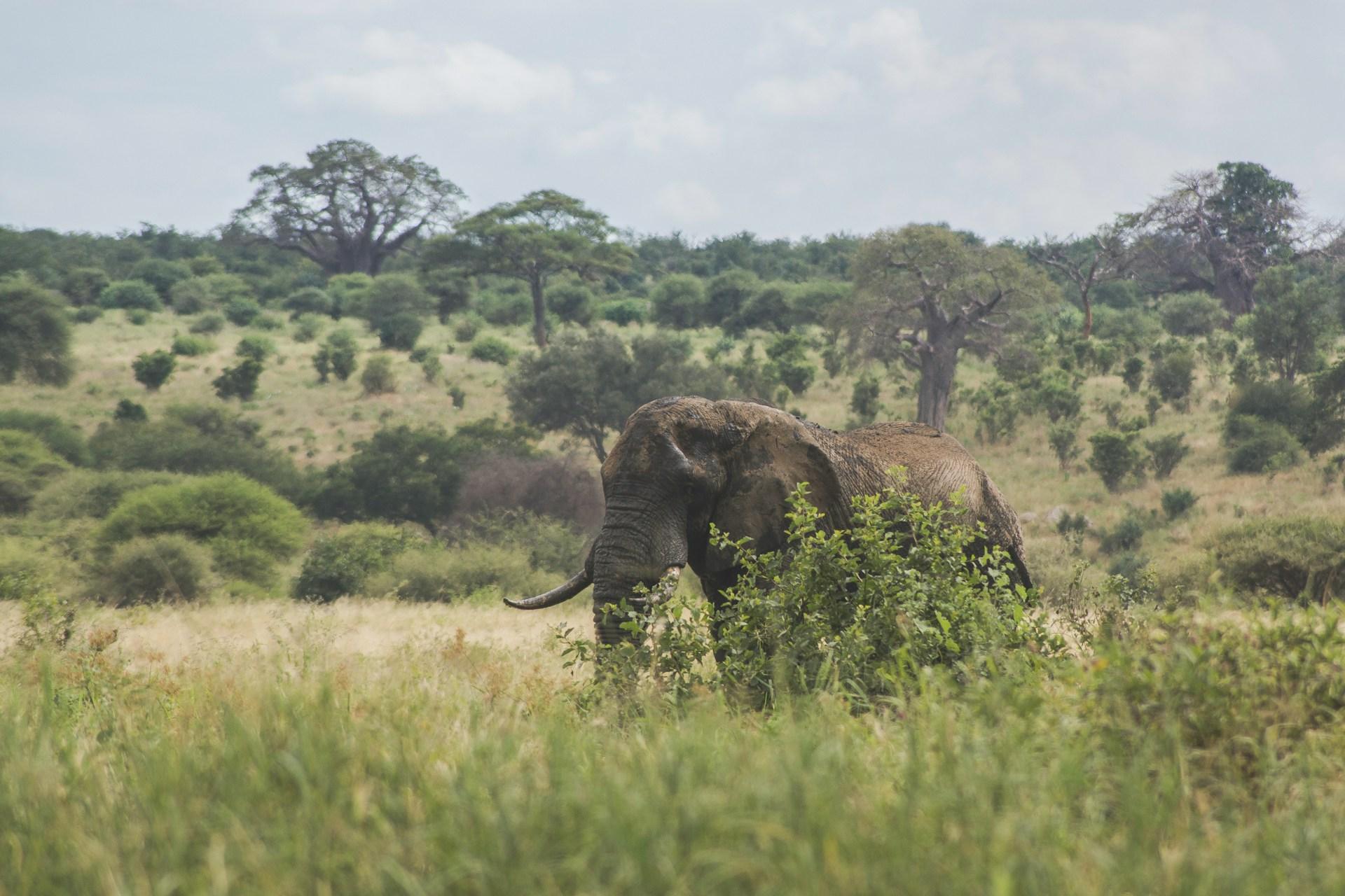 Elephant among vegetation in Nimule National Park
