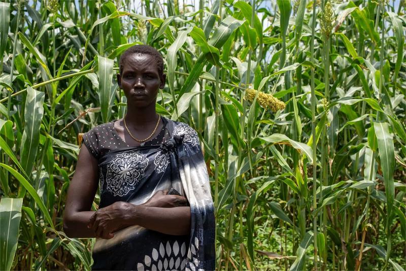 A person standing in a tall crop field